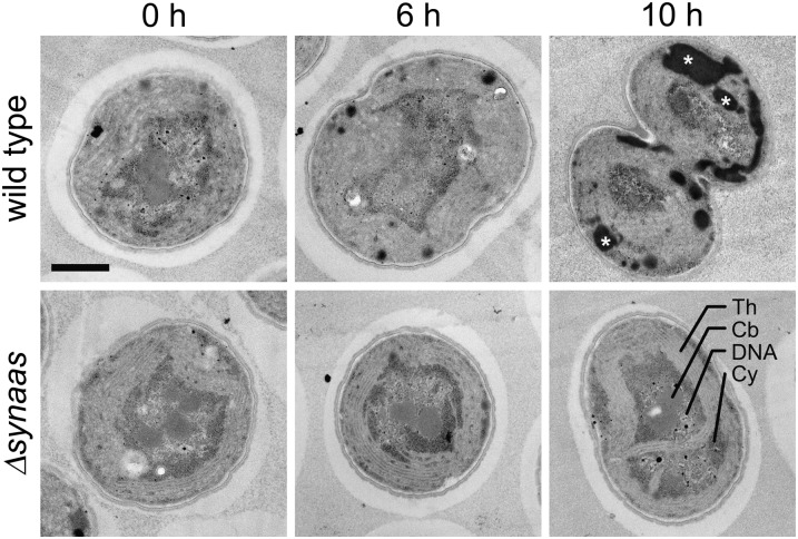 Figure 3.