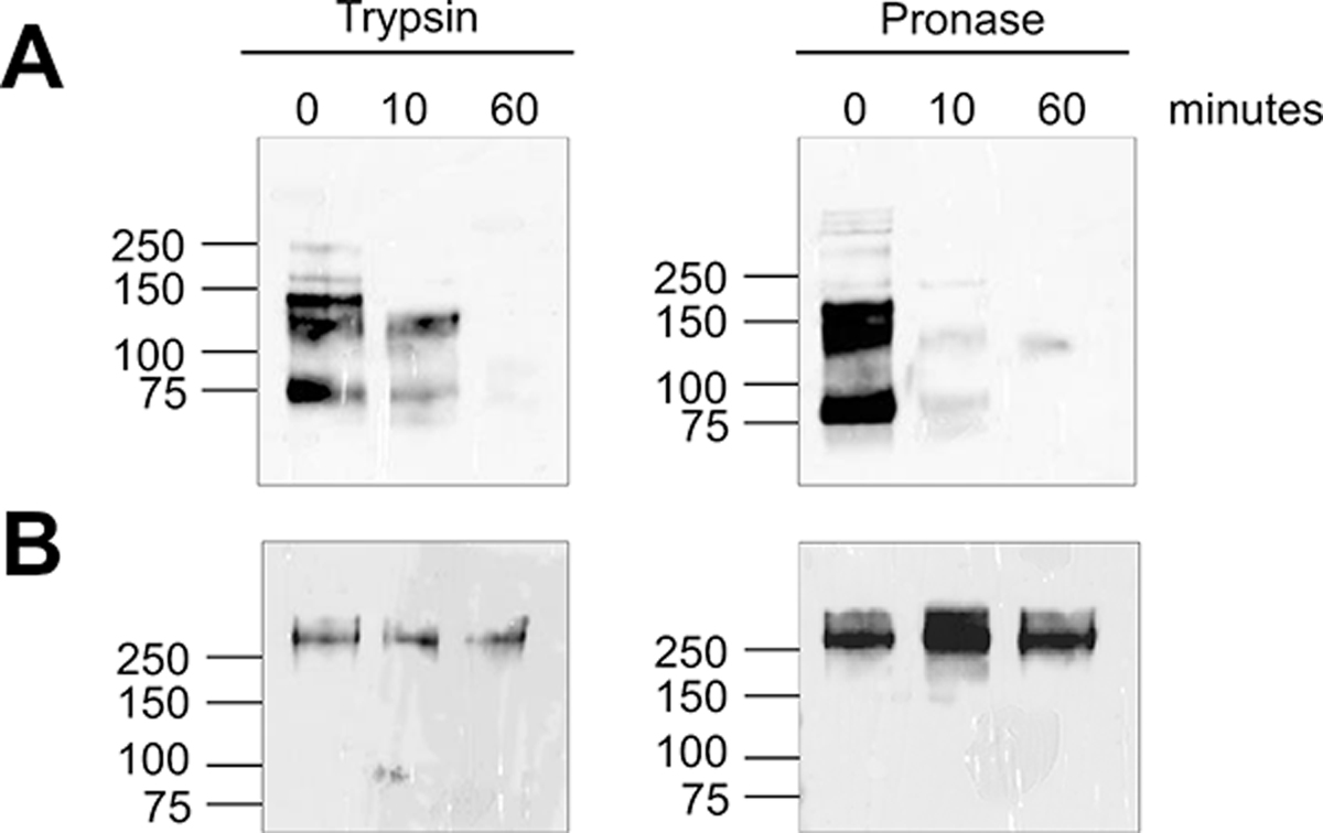 Figure 3: