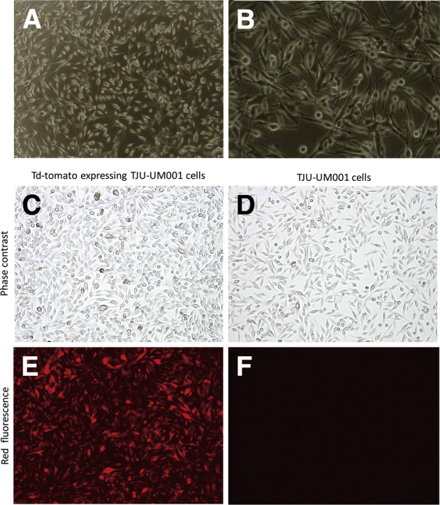 Figure 1