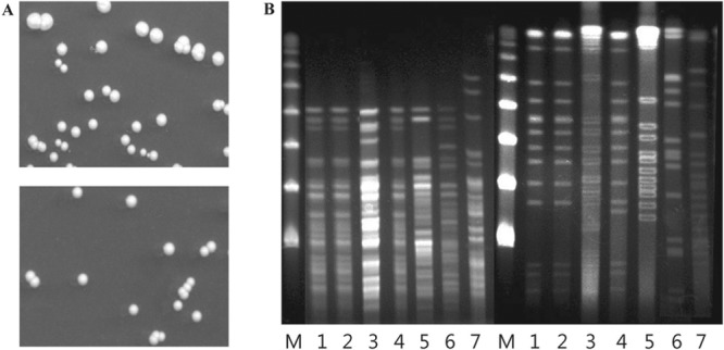 FIG 2