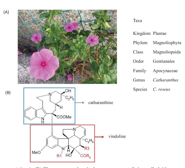 Fig. (1)