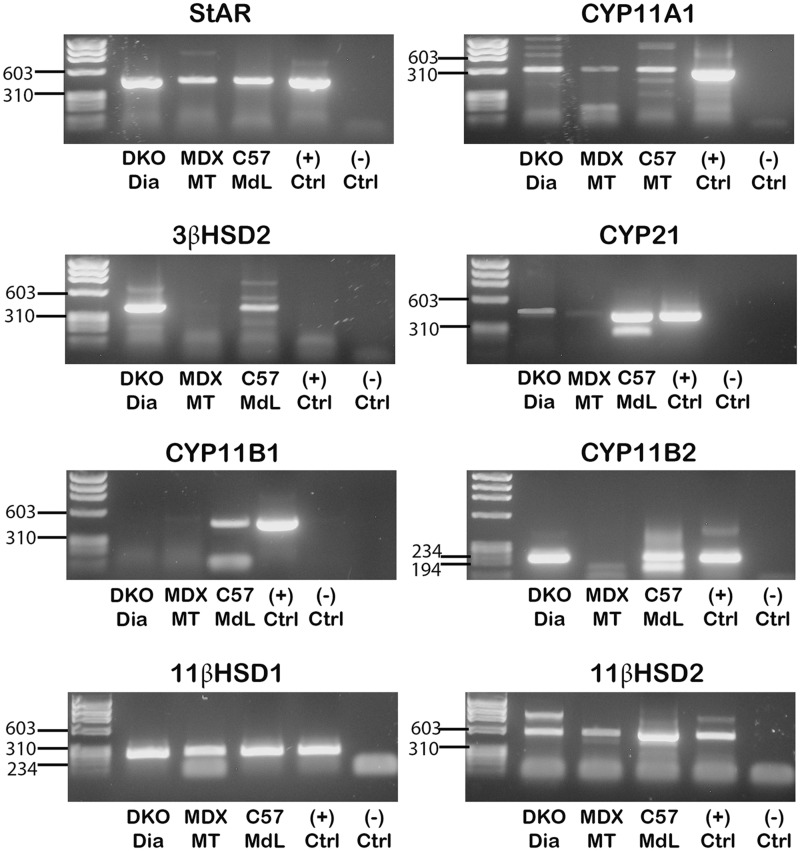 Figure 2.