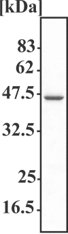 FIGURE 2.