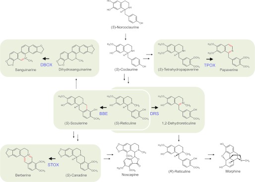 FIGURE 1.