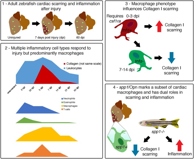 Graphical Abstract