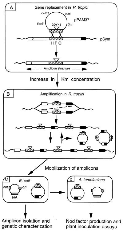 FIG. 1
