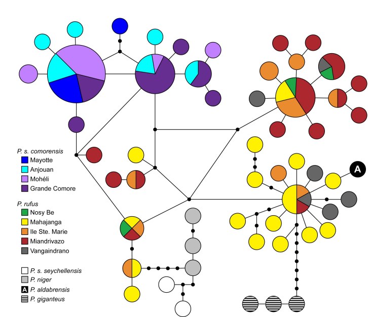 graphic file with name figure4hapnet.jpg