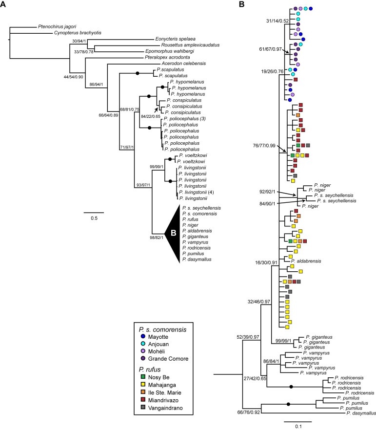 graphic file with name figure3phylogeny.jpg