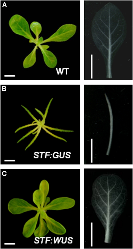 Figure 10.