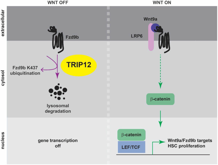 Figure 6: