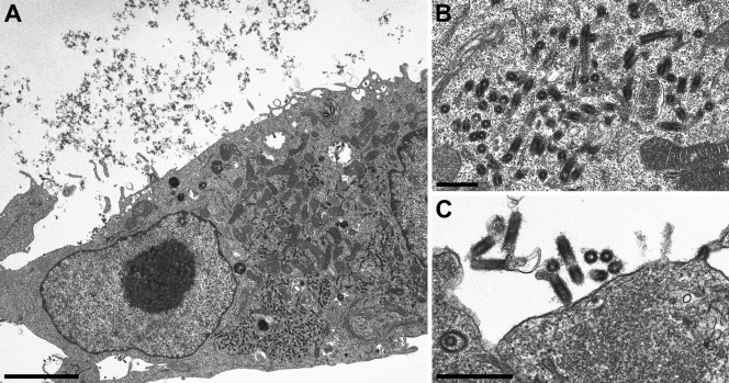 FIG. 5.