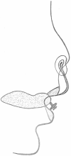 Fig. 2