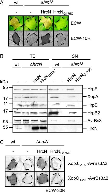 FIG. 1.