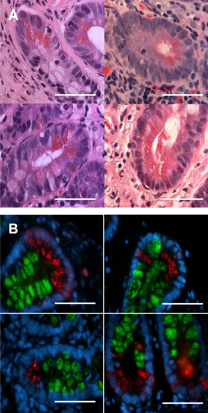 Fig. 8.