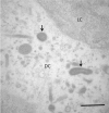 Fig 13