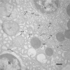 Fig 12