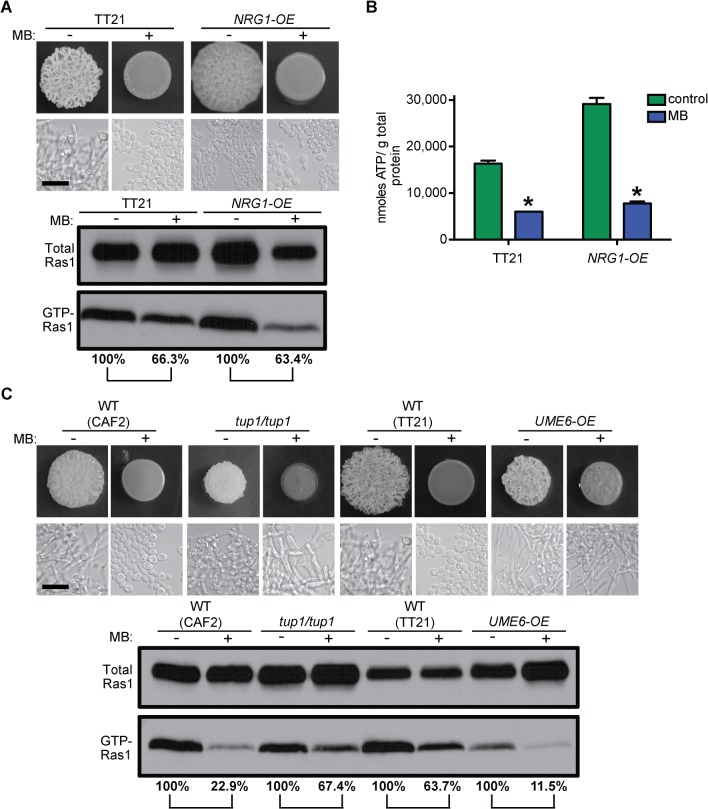 Fig 4