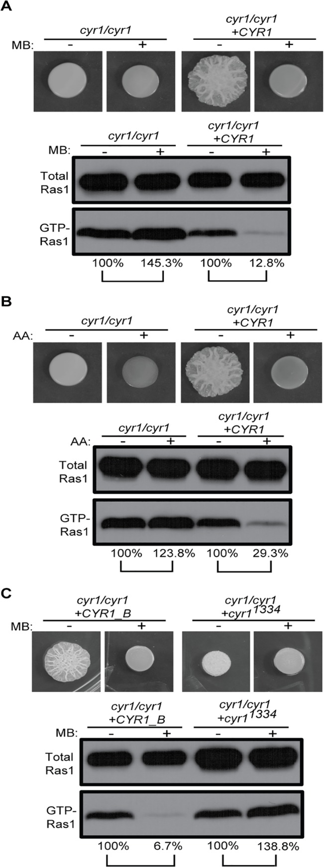 Fig 8