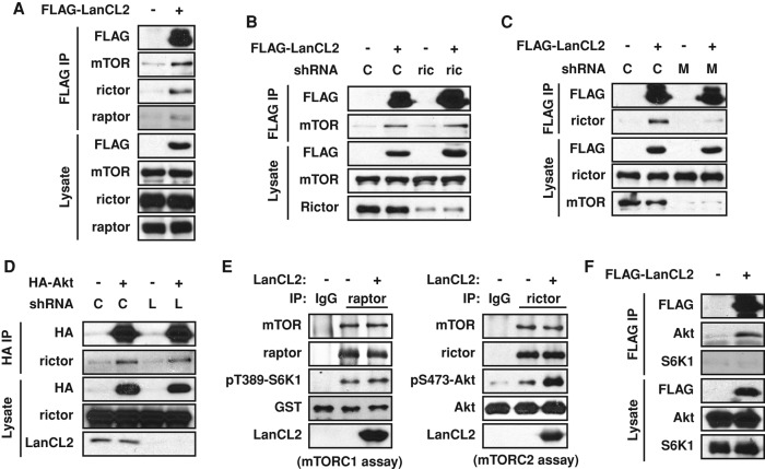 FIGURE 5: