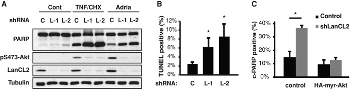 FIGURE 6: