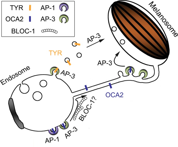 FIGURE 9: