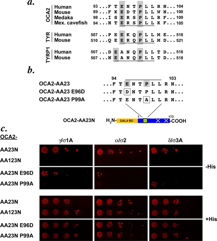 FIGURE 4: