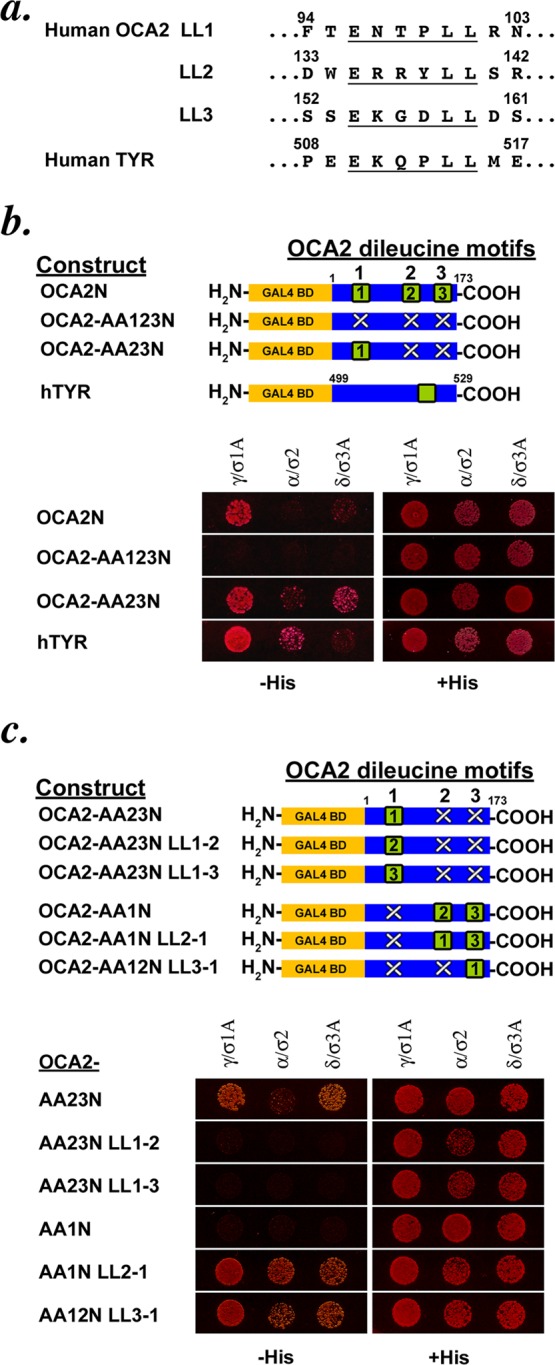 FIGURE 1: