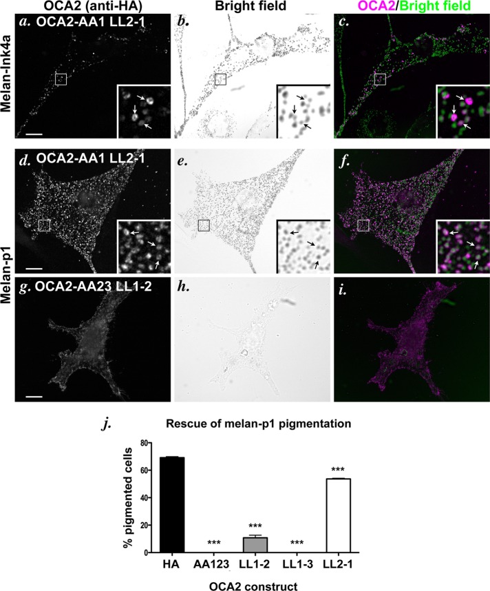 FIGURE 2: