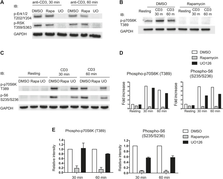 Figure 7—figure supplement 2.