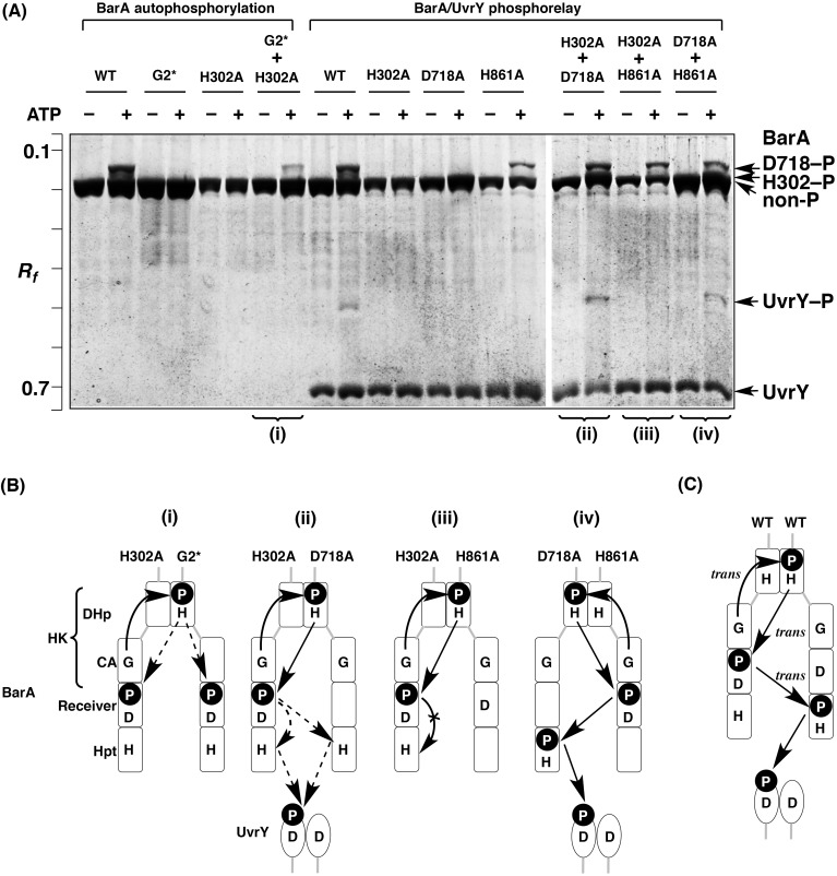 Fig 6