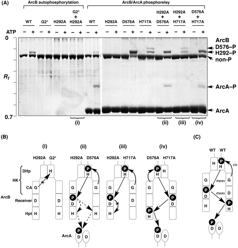 Fig 4