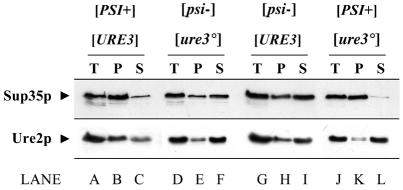 graphic file with name kvf01104.jpg