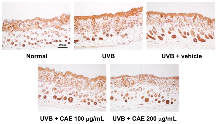 Figure 20