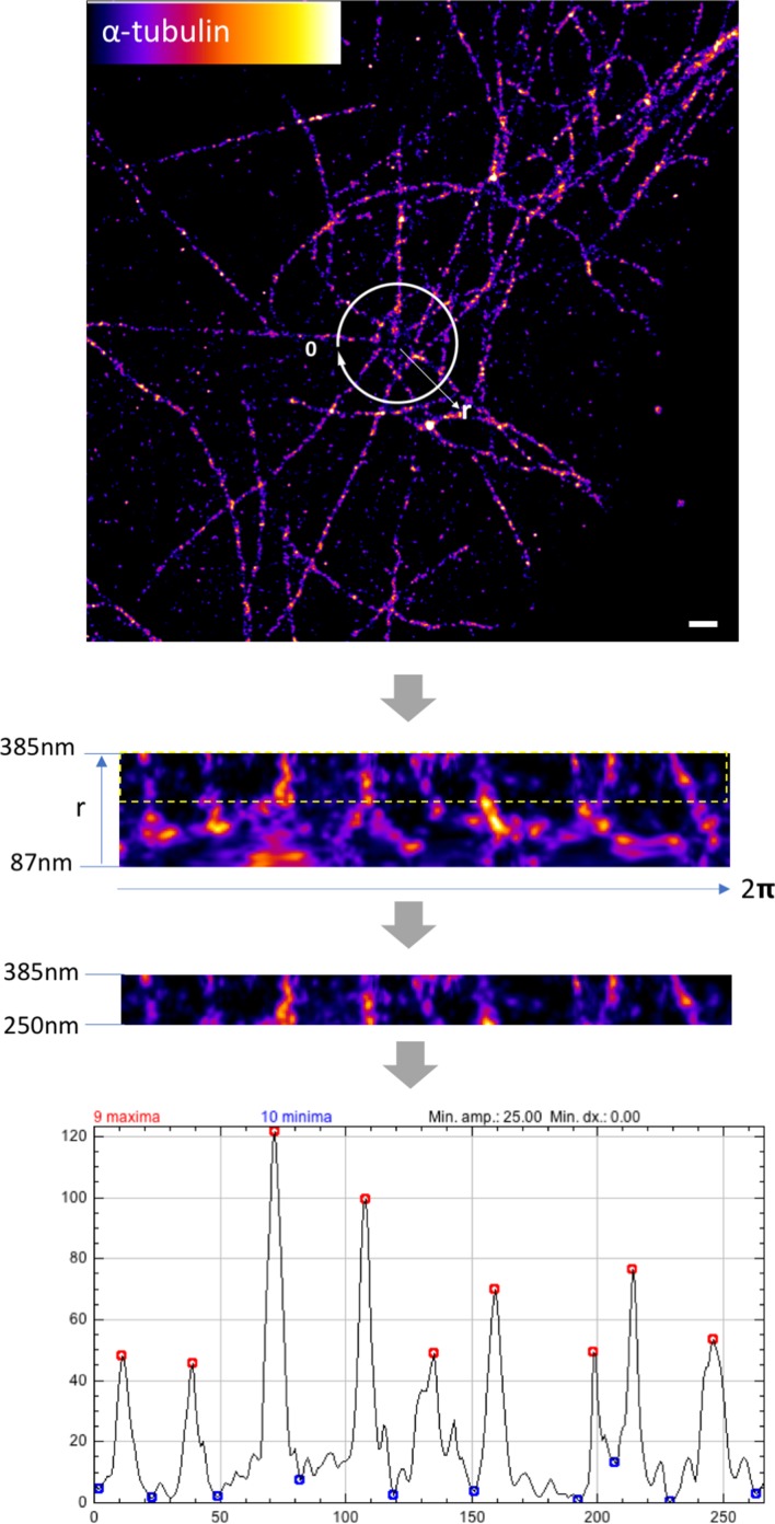 Figure 5—figure supplement 1.