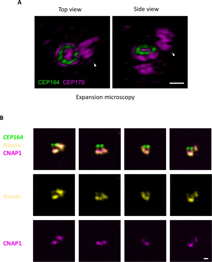 Figure 1—figure supplement 1.