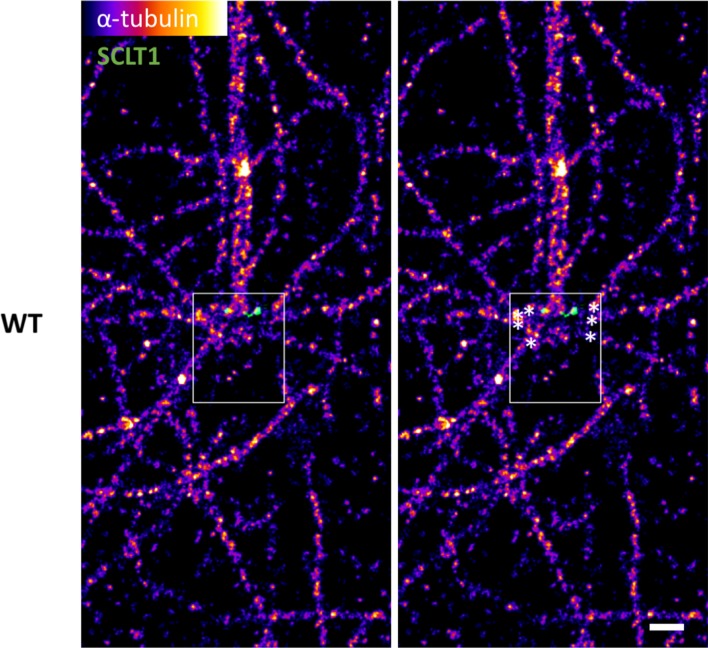 Figure 5—figure supplement 2.