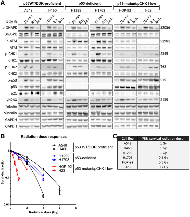 Figure 2. Characterization of lung cancer cells. A, Cell lines were treated with a 6 Gy dose of radiotherapy and analyzed at the times indicated. Cell extracts were run across four separate gels and western blotted for total and phosphorylated (p-) proteins. Tubulin, GAPDH, and Vinculin served as total loading controls. B, Survival of cell lines after exposure to increasing doses of radiotherapy and as determined by clonogenic survival assays. “p53 WT/DDR proficient” cell lines are in black, “p53-deficient” cell lines in blue and “p53 mutant/pCHK1 low” cell lines are in red. Surviving fractions are the median of two independent experiments with error bars representing upper and lower limits. C, Radiotherapy doses resulting in approximately 75% cell survival in each cell line.