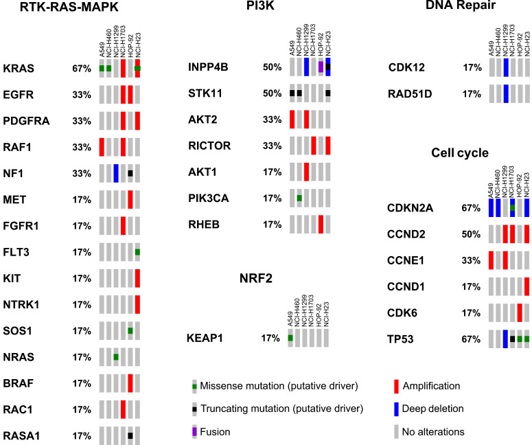 Figure 1. Molecular features of lung cancer cell lines. Lung cancer cell lines were classified using next-generation CCLE data. Genetic alterations in pathways typically altered in NSCLC, DDR, and cell cycle are reported. Each rectangle represents a specific cell line and percentages indicate the frequency at which genetic alterations in a specific gene (as specified by the legend) are present. NCI-H23 cells carry an additional ATM Q1919P mutation, which has not been annotated here due to uncertain significance to human disease (see text for details).