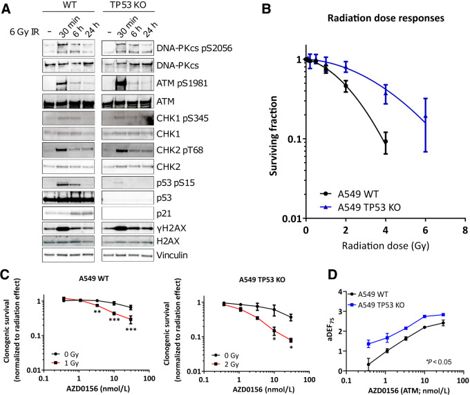 Figure 6. Characterization of A549 WT and A549 TP53 KO isogenic cell pair. A, Cell lines were treated with a 6 Gy dose of radiotherapy and analyzed at the times indicated. Cell extracts were western blotted for total and phosphorylated (p-) proteins. Vinculin served as a total loading control. B, Clonogenic survival of cell lines after exposure to increasing doses of radiotherapy. C, Clonogenic survival (normalized to untreated DMSO controls of the respective radiotherapy treatment) of cell lines in response to concentrations indicated for AZD0156 alone (black line; 0 Gy) or after radiotherapy at the doses indicated (red line). D, Approximate radiotherapy DEFs at 75% (aDEF75) of each concentration of AZD0156 as determined in (C), with overall dose enhancement determined as significantly greater in TP53 KO cells. Graphs in B–D represent the medians of two independent experiments performed in triplicate, with error bars representing upper and lower limits. Statistical significance was tested using a two-way ANOVA and is indicated where *, P < 0.05; **, P < 0.01; or ***, P < 0.001.