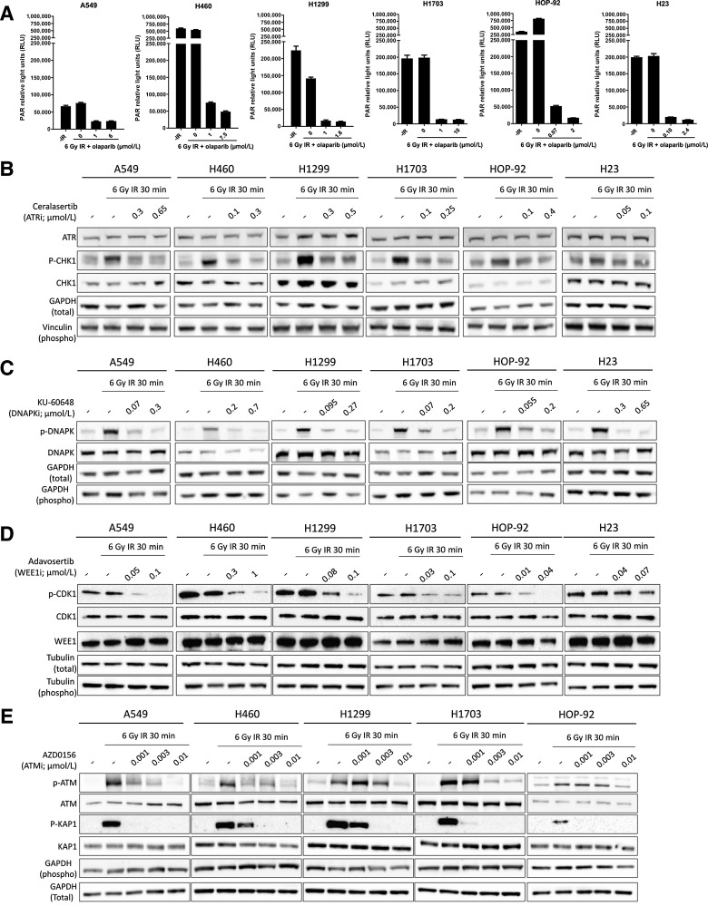 Figure 4. Evaluation of target engagement of DDRi across cell lines. A, PAR relative light units (RLU) in no radiotherapy controls (-IR), or following a 6 Gy radiotherapy dose alone or in combination with an IC50 or IC90 concentration of olaparib (μmol/L) as indicated. 1 μmol/L was used as the maximum on-target concentration in in vitro assays. Hence, where IC50 values were higher than 1 μmol/L (NCI-H1299 and NCI-H1703), the level of PARylation inhibition of an IC50 concentration was compared with a 1μmol/L on-target concentration rather than the IC90 concentration. B–E, Cell lines were irradiated with 6 Gy in the presence or absence of an IC50 or IC90 concentration of ceralasertib (B), KU-60648 (C), adavosertib (D) and three concentrations of AZD0156 as indicated (E). Cell extracts were collected after 30 minutes and western blotted for total and phosphorylated (p-) proteins. GAPDH, Tubulin and Vinculin served as total loading controls for either phospho or total protein blots as indicated.