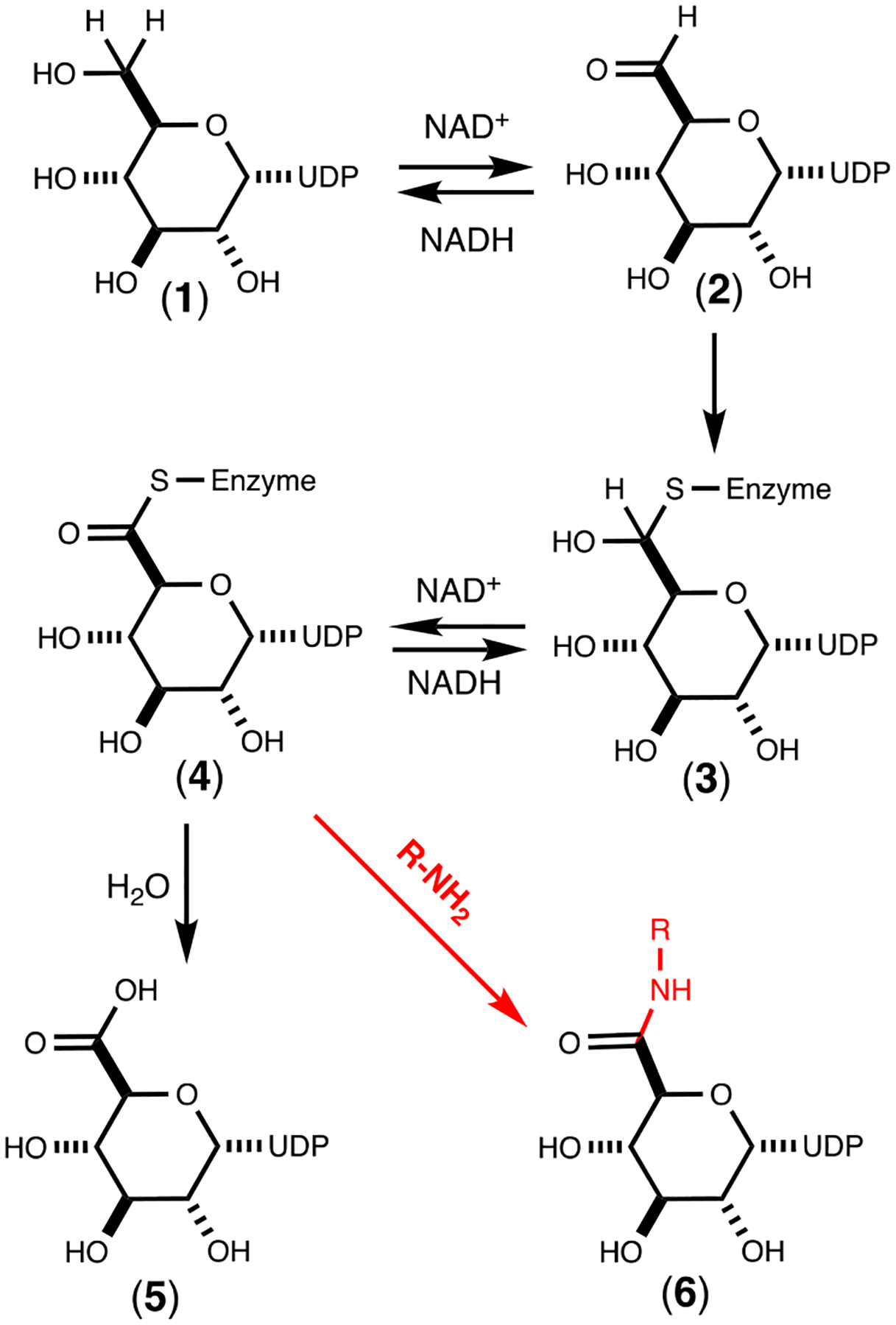 Scheme 1: