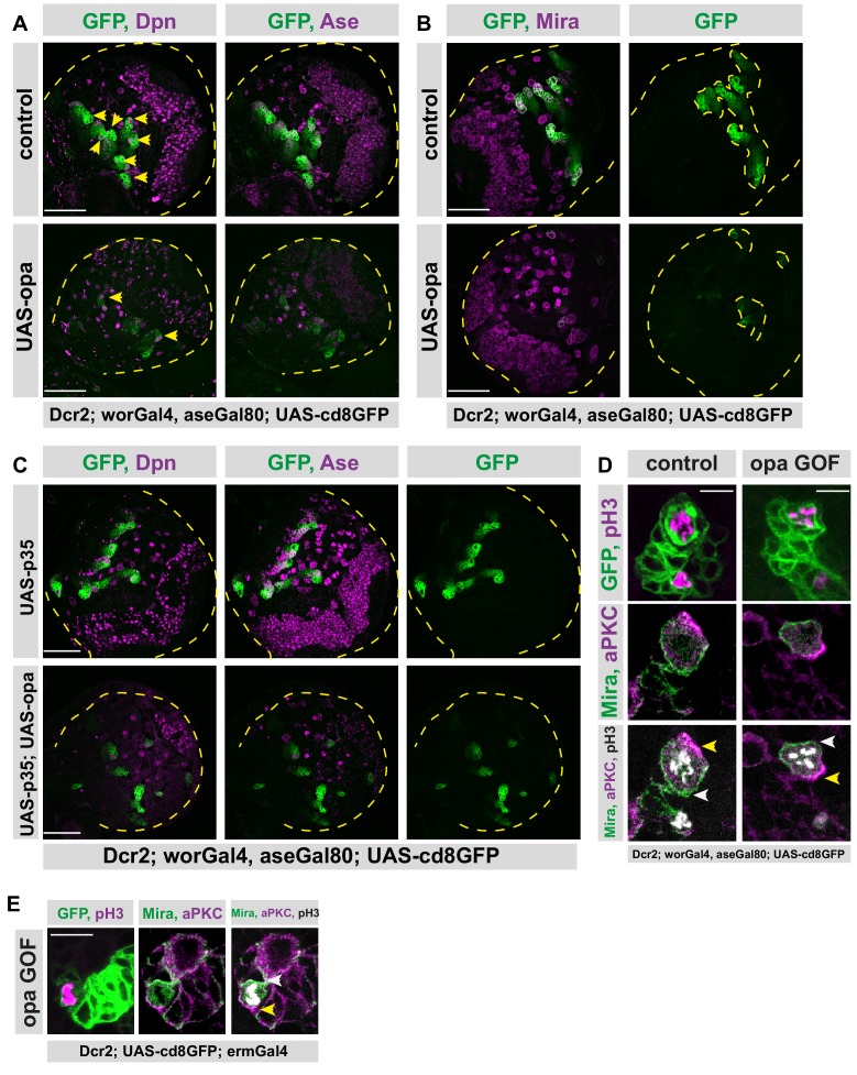 Figure 5—figure supplement 1.