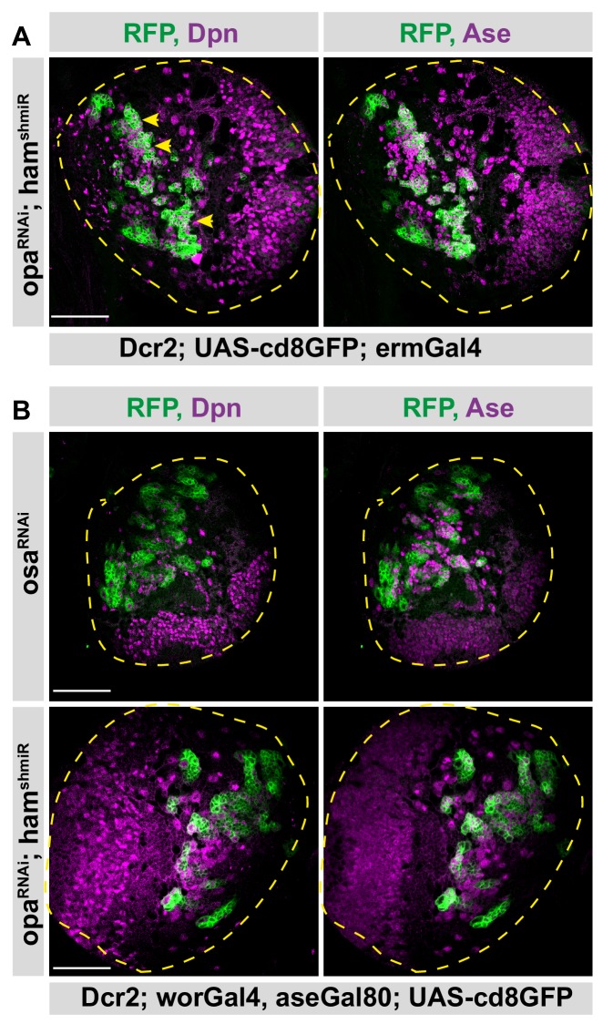 Figure 6—figure supplement 1.