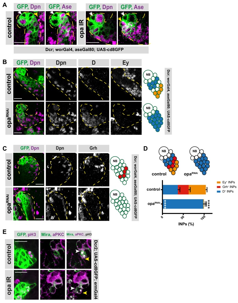 Figure 2—figure supplement 2.