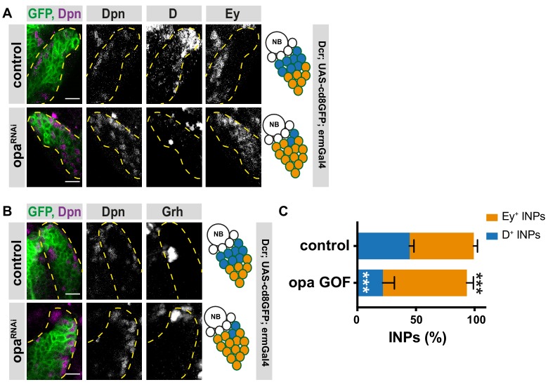 Figure 5—figure supplement 2.