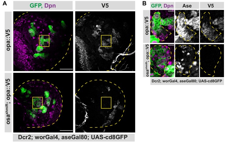 Figure 4—figure supplement 2.