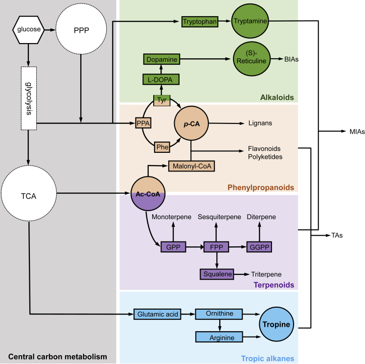 Figure 2