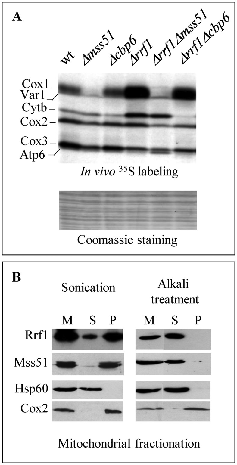 Figure 5.