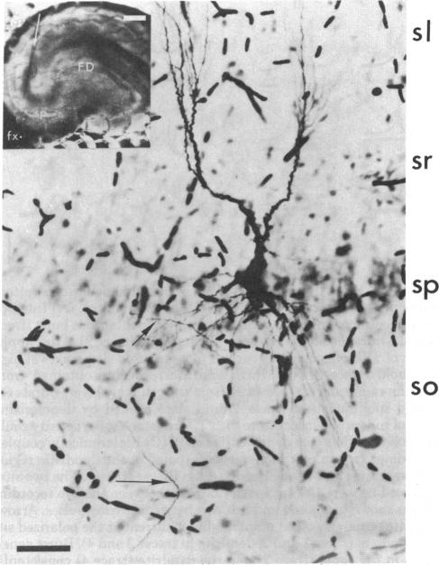 graphic file with name pnas00002-0445-a.jpg