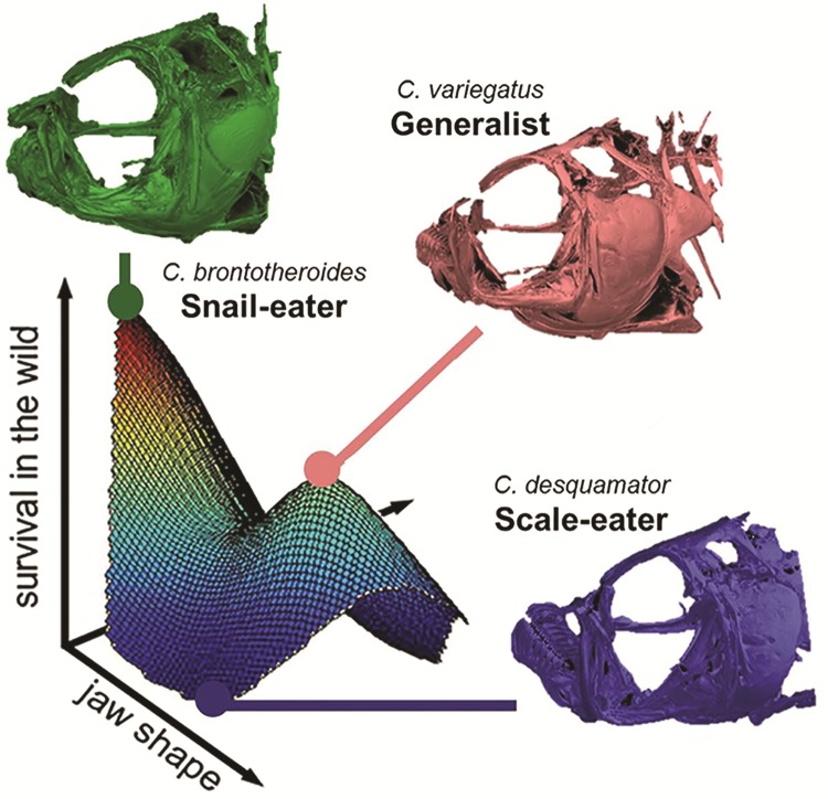 Fig. 1